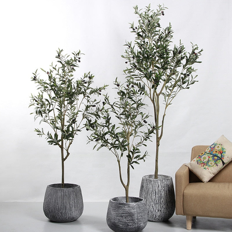 Indoor Olive Tree