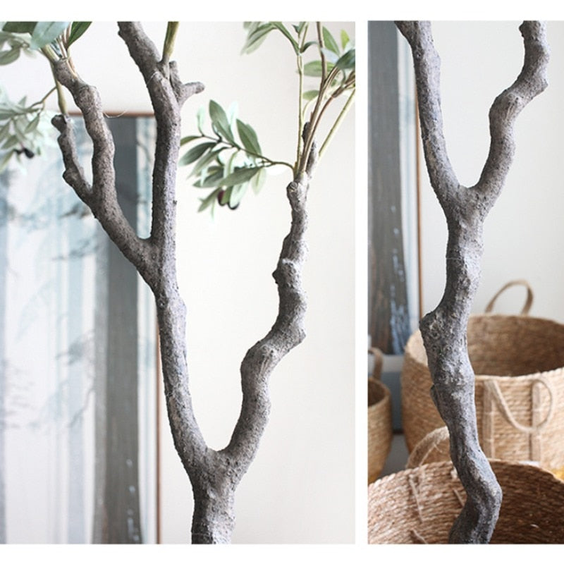 Indoor Olive Tree